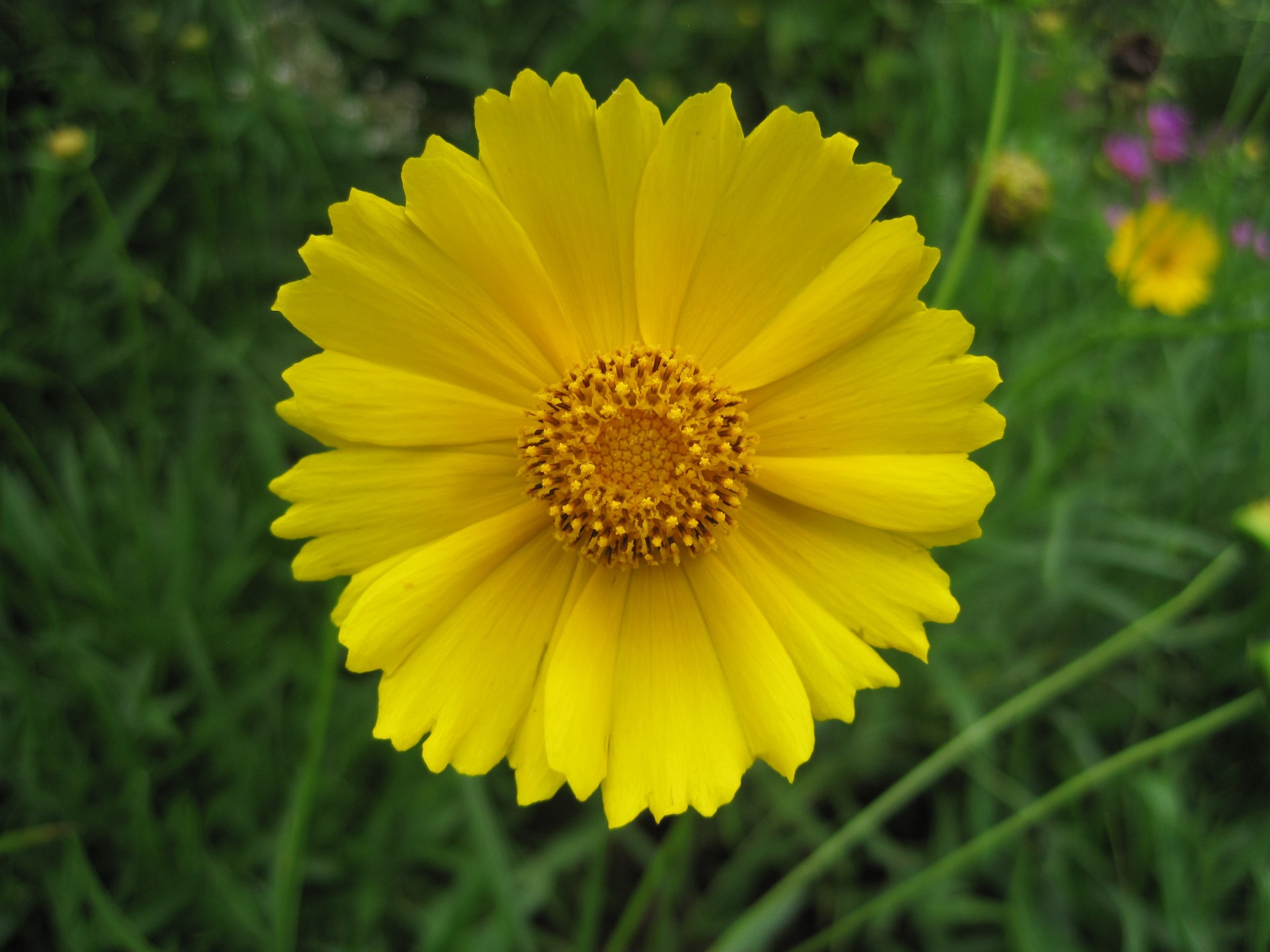 flower daisy yellow free photo