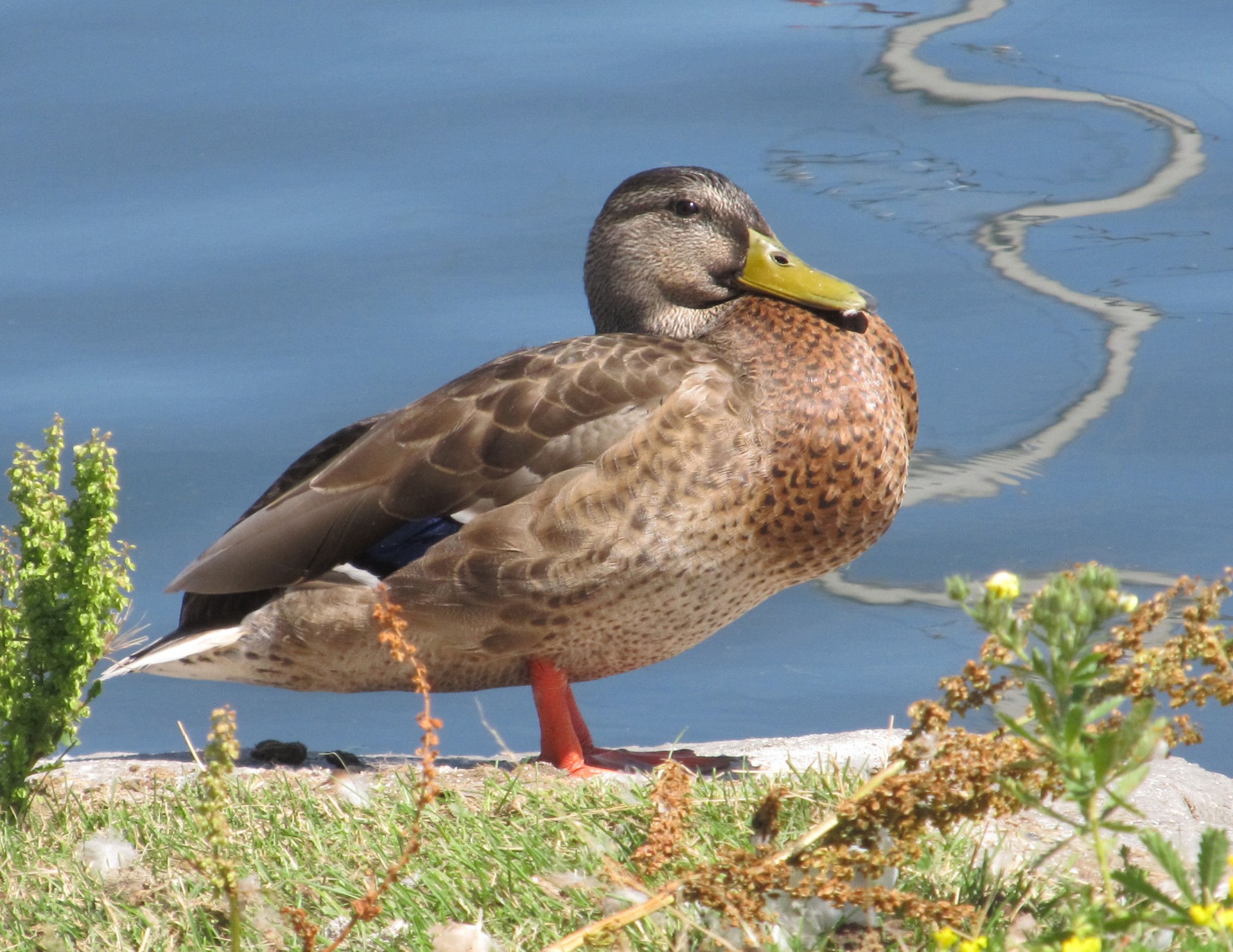 duck nature relaxing free photo