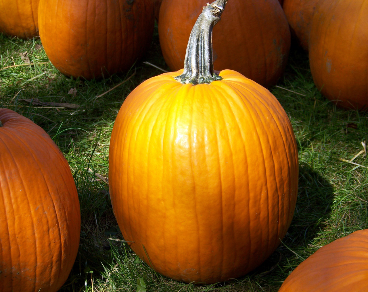 pumpkins autumn fall free photo