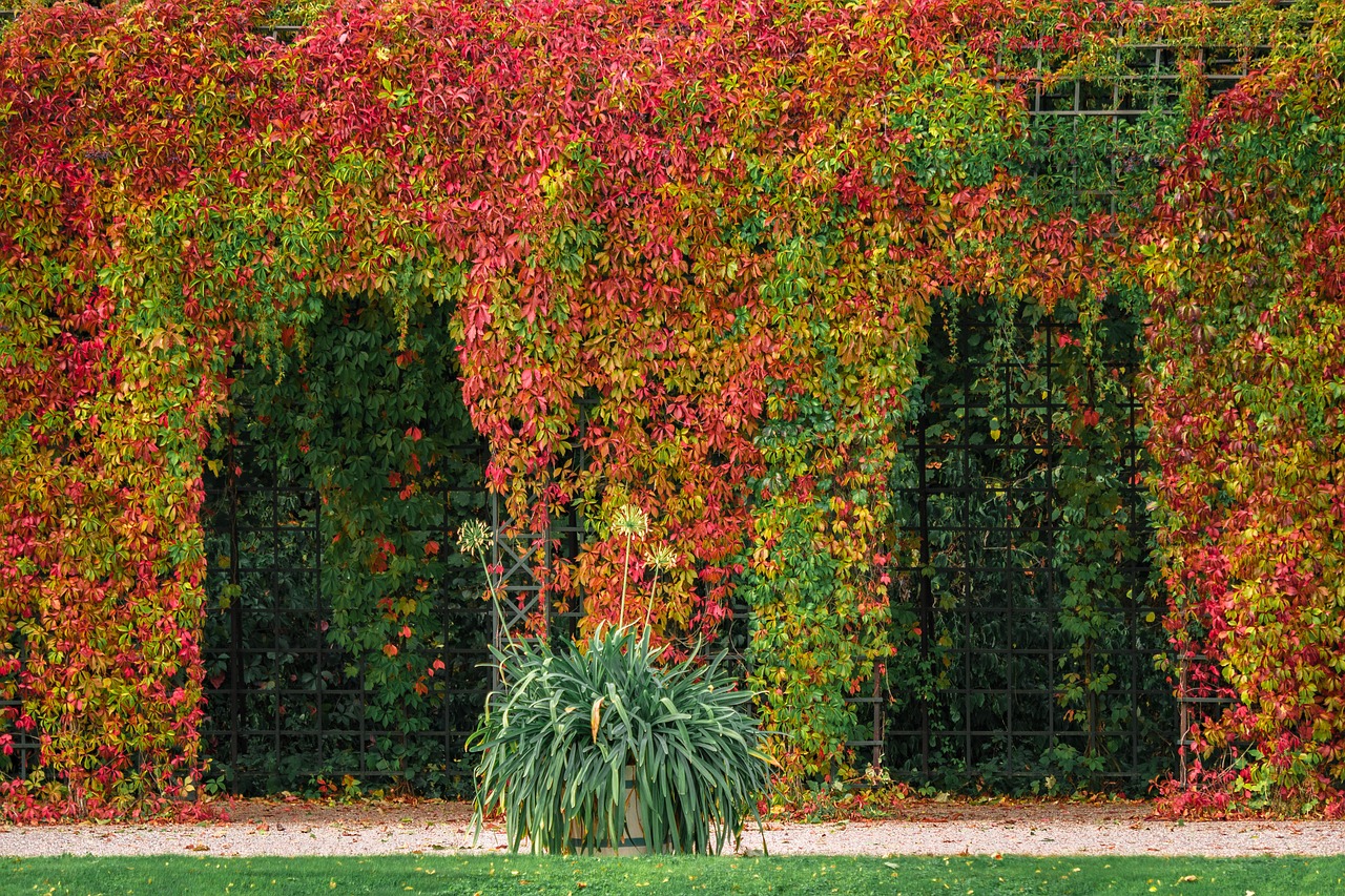 pergola  arches  autumn colours free photo