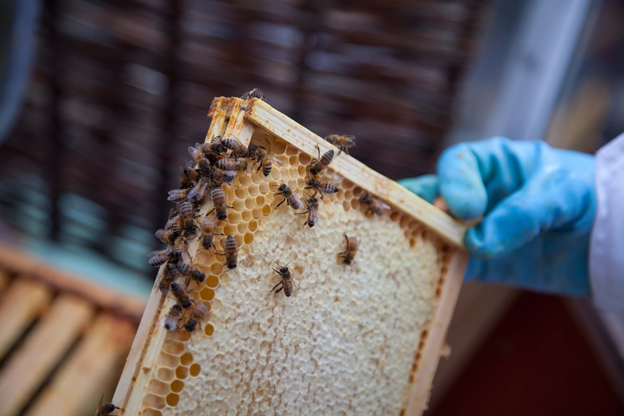 honey honeycomb hive free photo