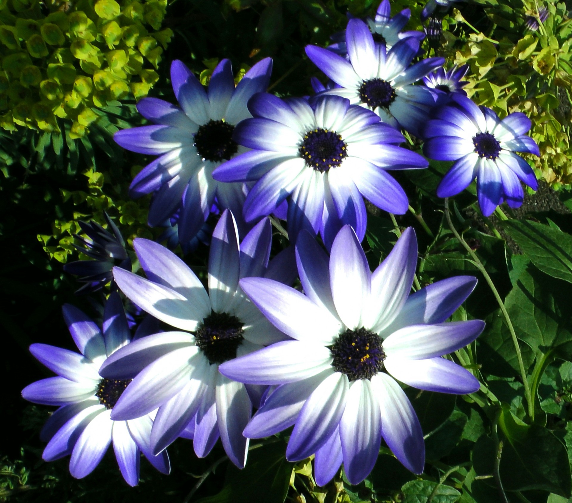 pericallis blue flowers pericallis flower pericallis free photo