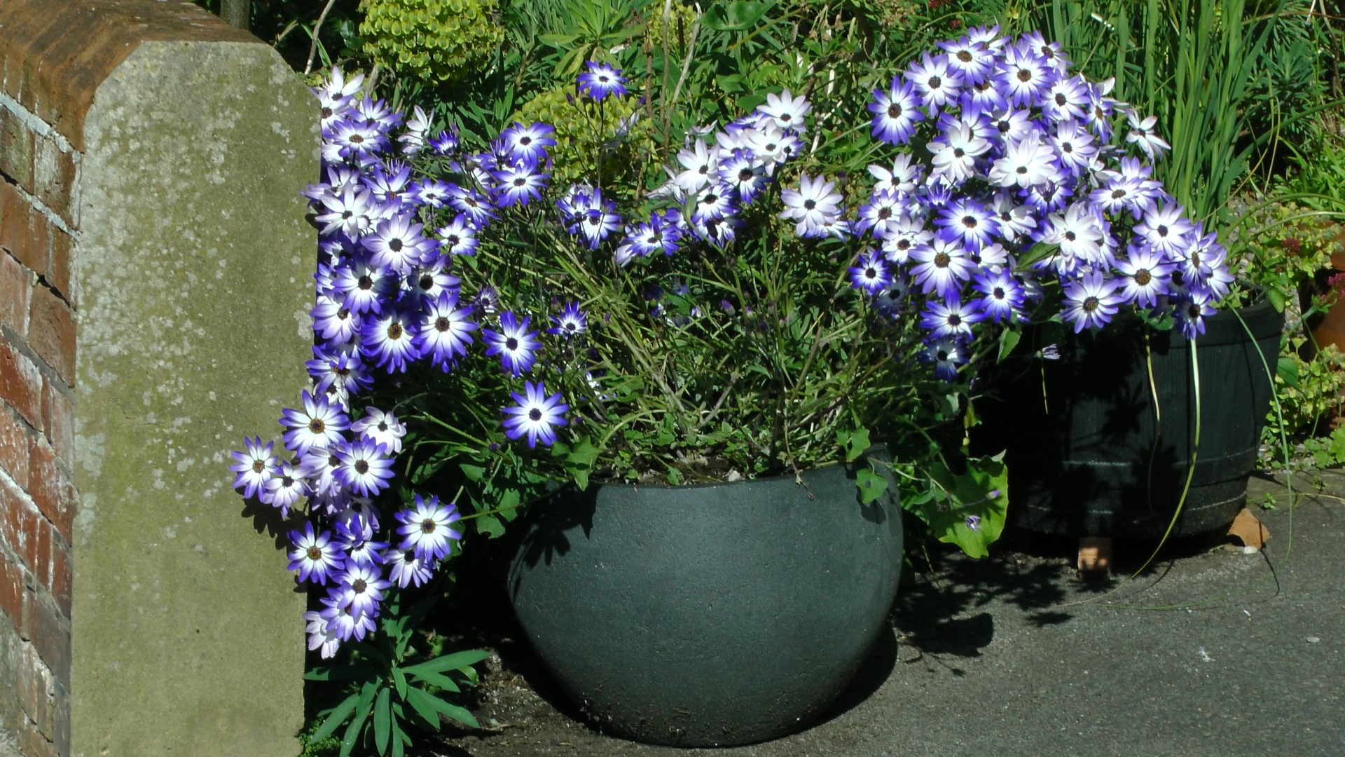 pericallis blue flowers pericallis flower pericallis free photo