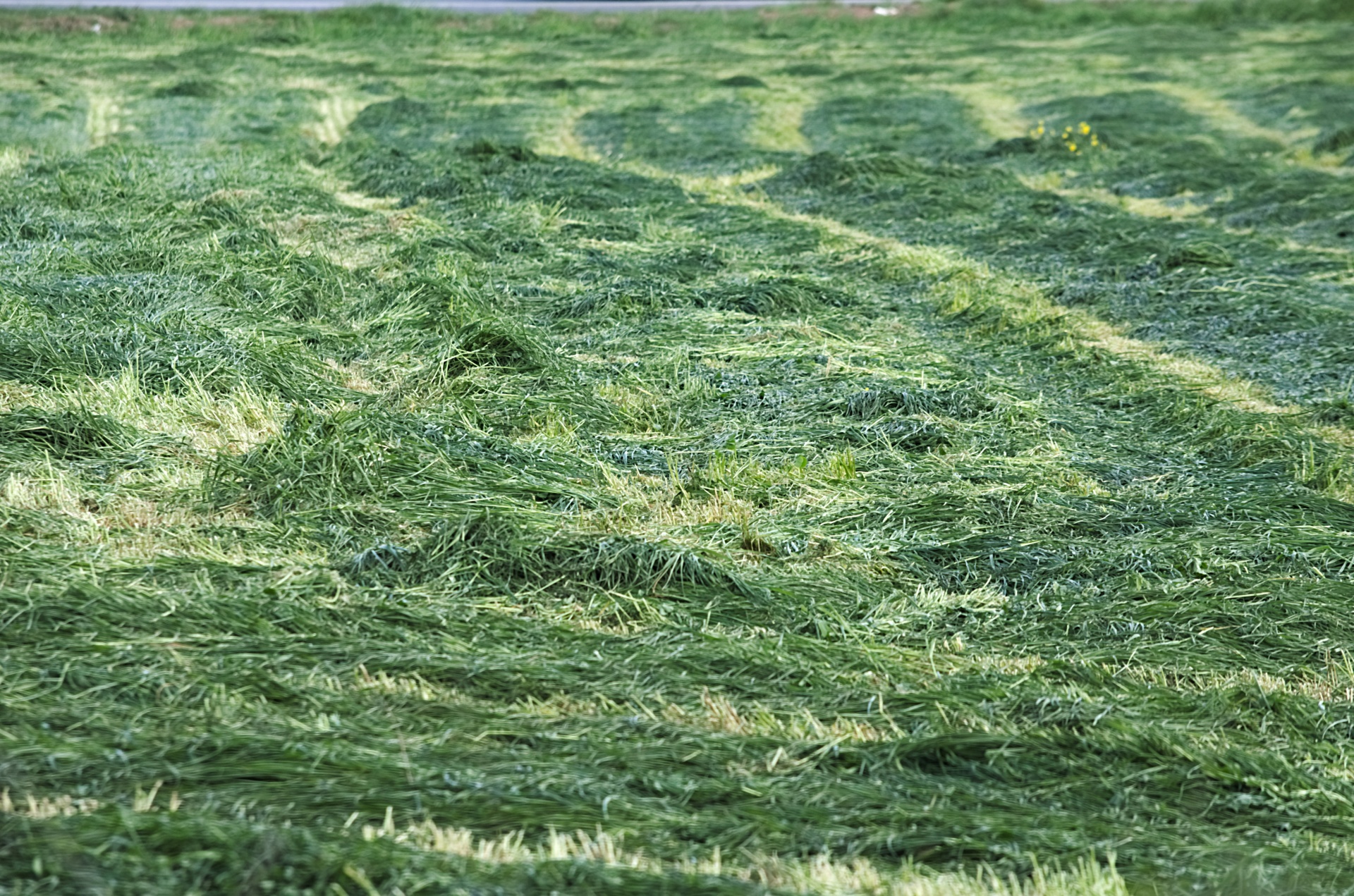 hay grass haymaking free photo