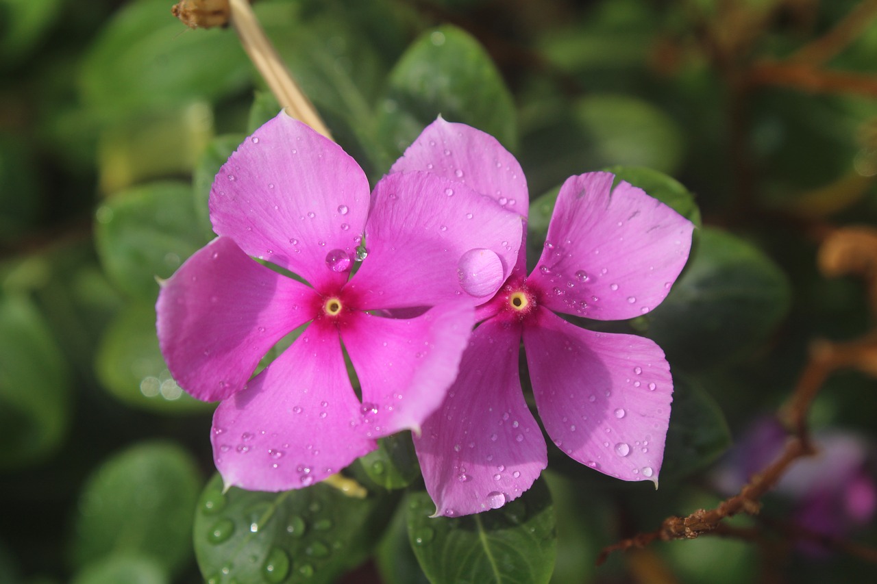 perivincle flower rain free photo