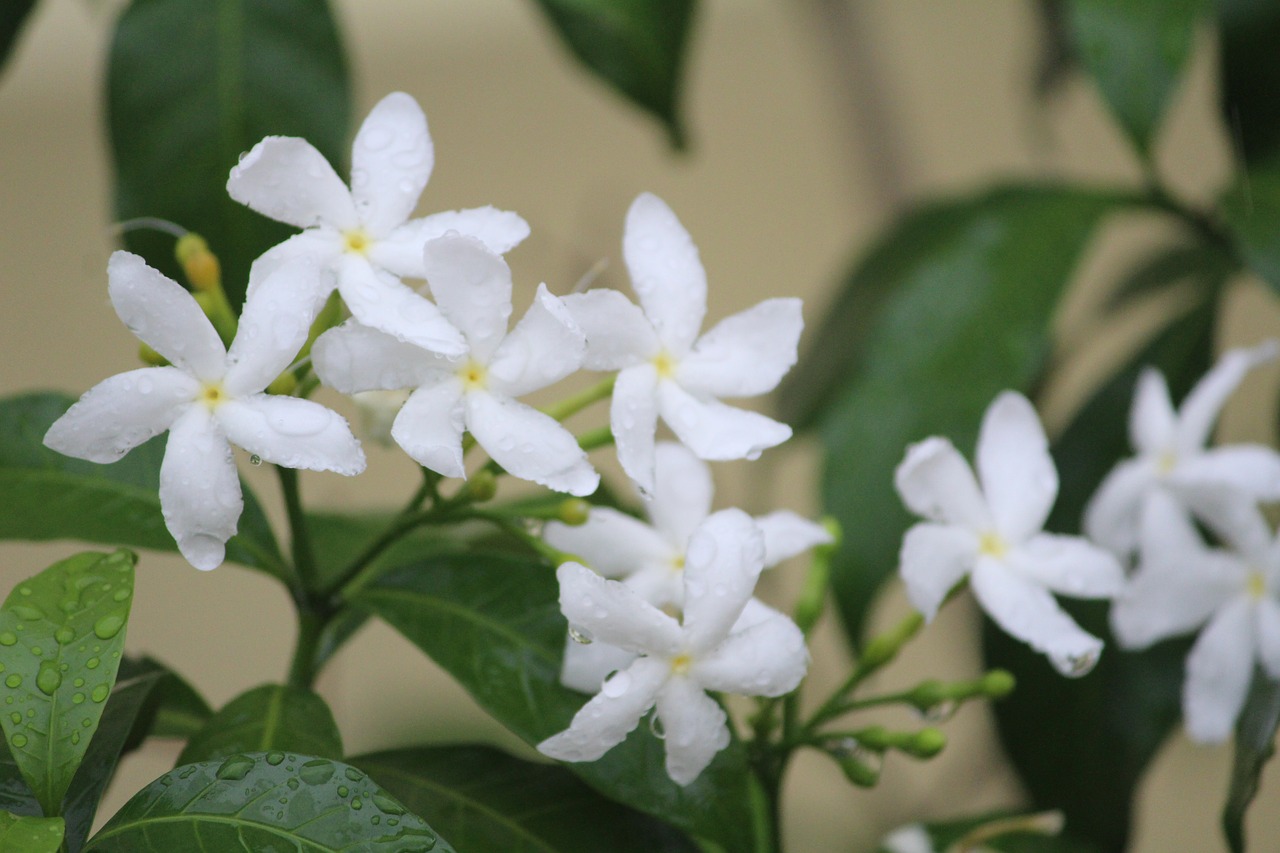 perivincle flower white free photo