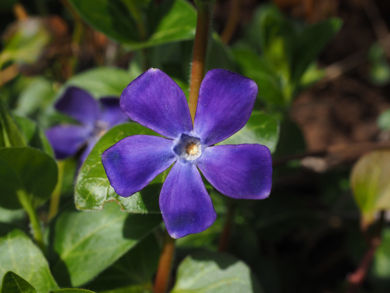 periwinkle flower blossom free photo