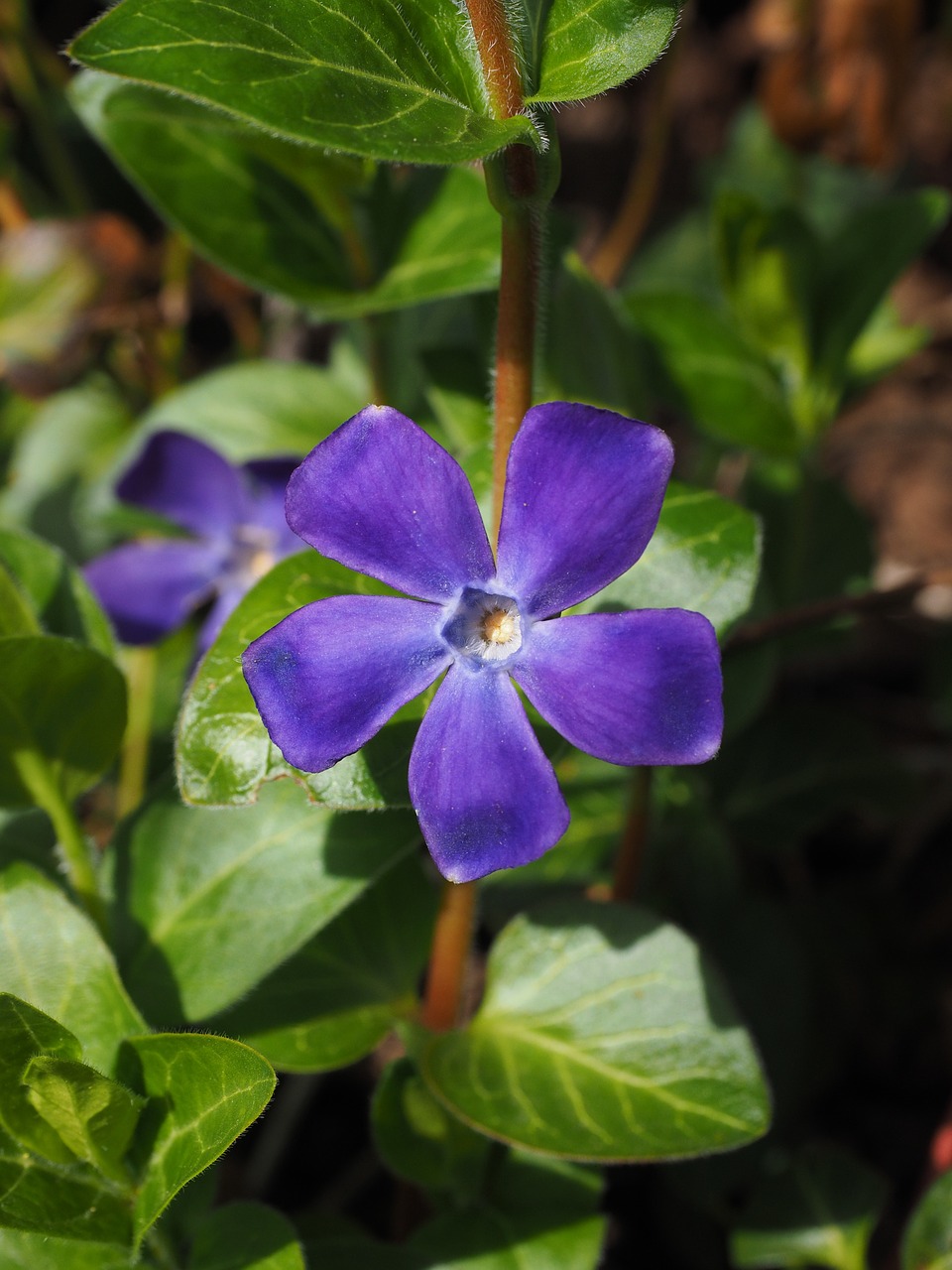 periwinkle flower blossom free photo