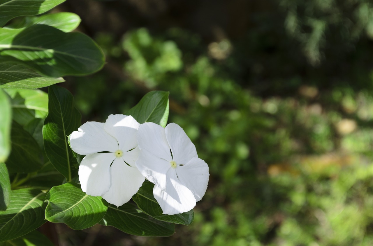 periwinkle flower plant free photo