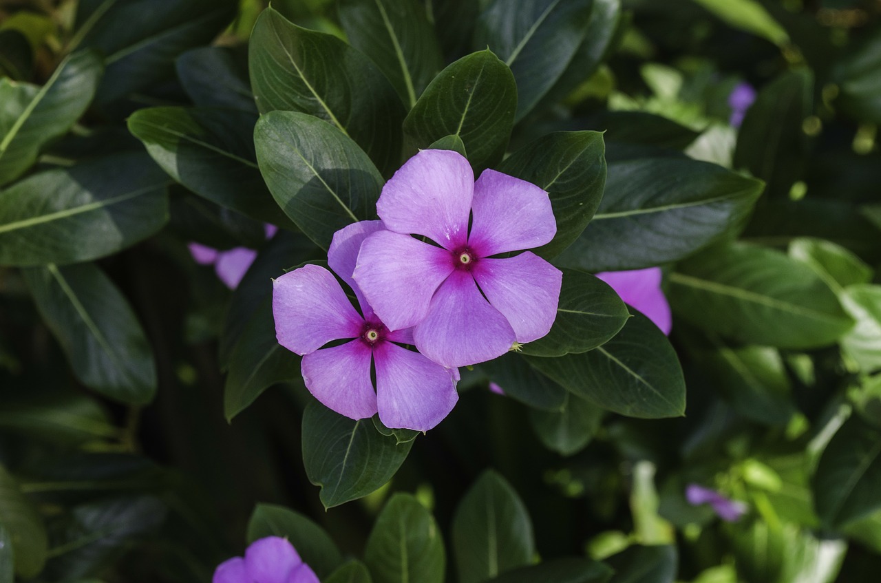 periwinkle sadaphuli purple free photo