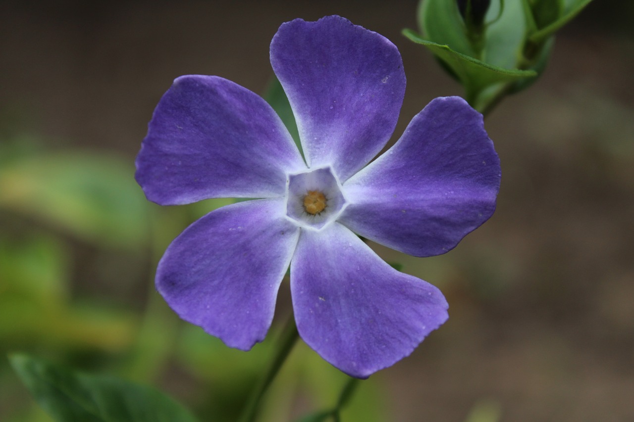 periwinkle plant flower free photo