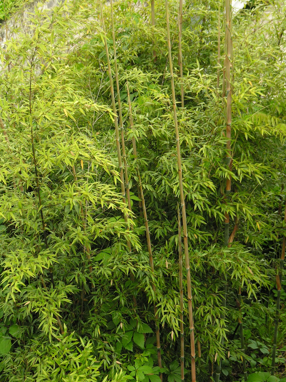 periwinkle bamboo high growing free photo