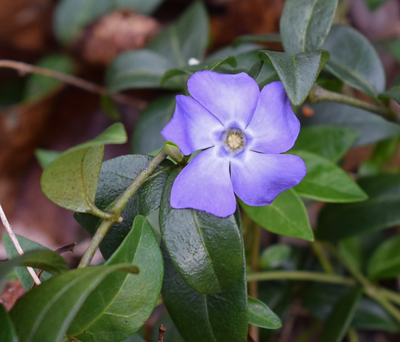 periwinkle ground cover flower free photo