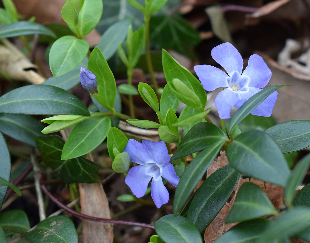 periwinkle ground cover flower free photo