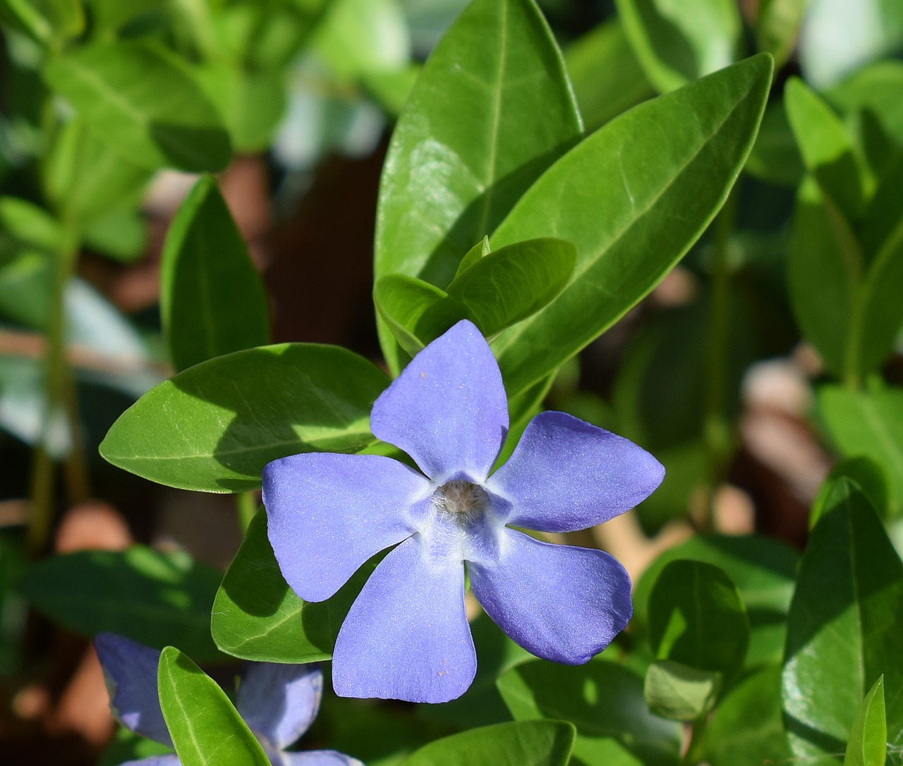 periwinkle blossom flower free photo