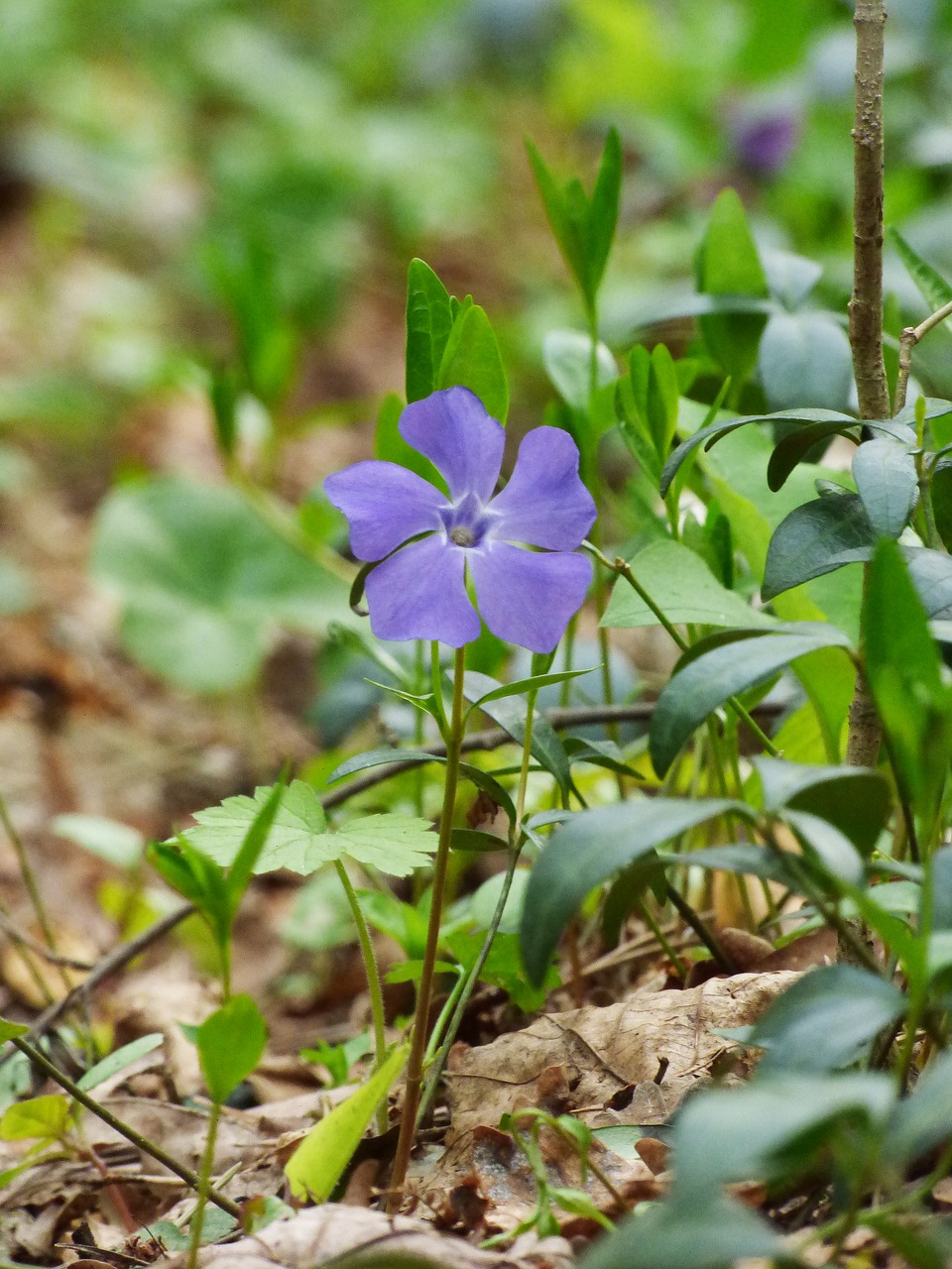periwinkle forest spring free photo
