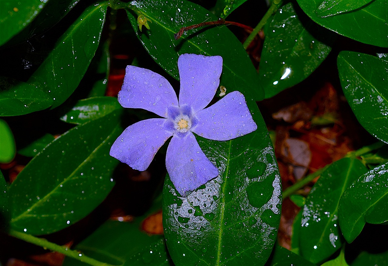 periwinkle violet blue free photo