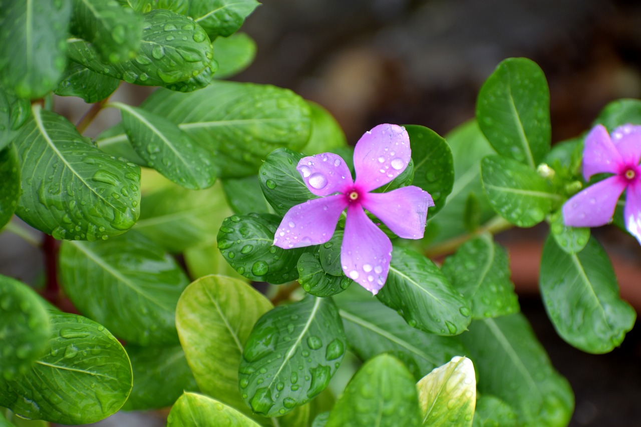 periwinkle flower purple free photo