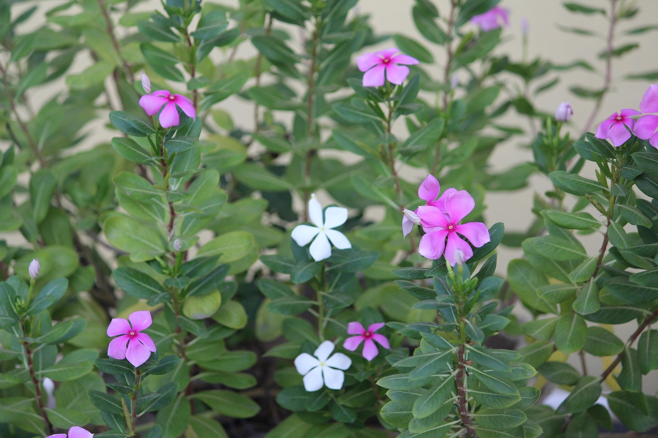 periwinkle flower green free photo