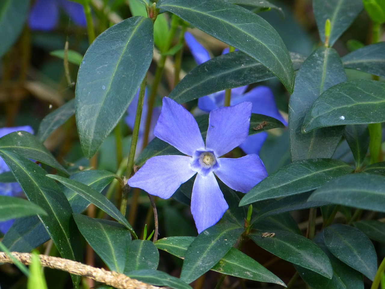 periwinkle small periwinkle blossom free photo