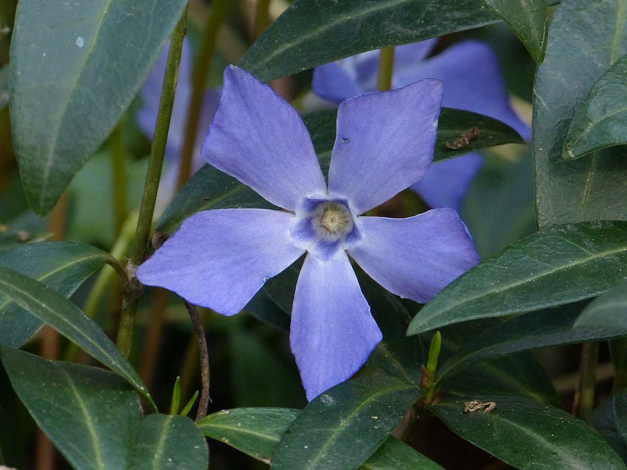 periwinkle small periwinkle blossom free photo