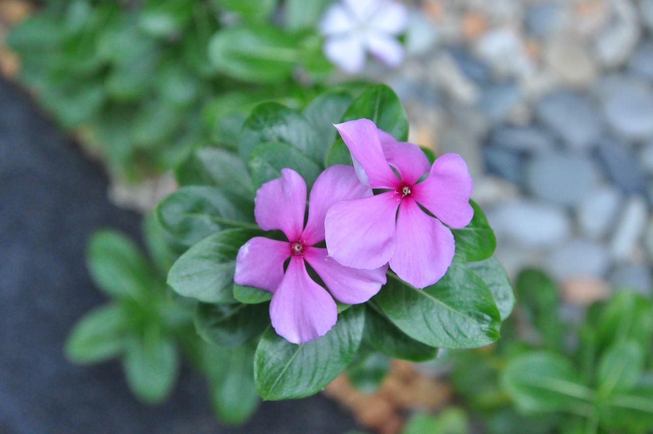 periwinkle  plant  blossom free photo