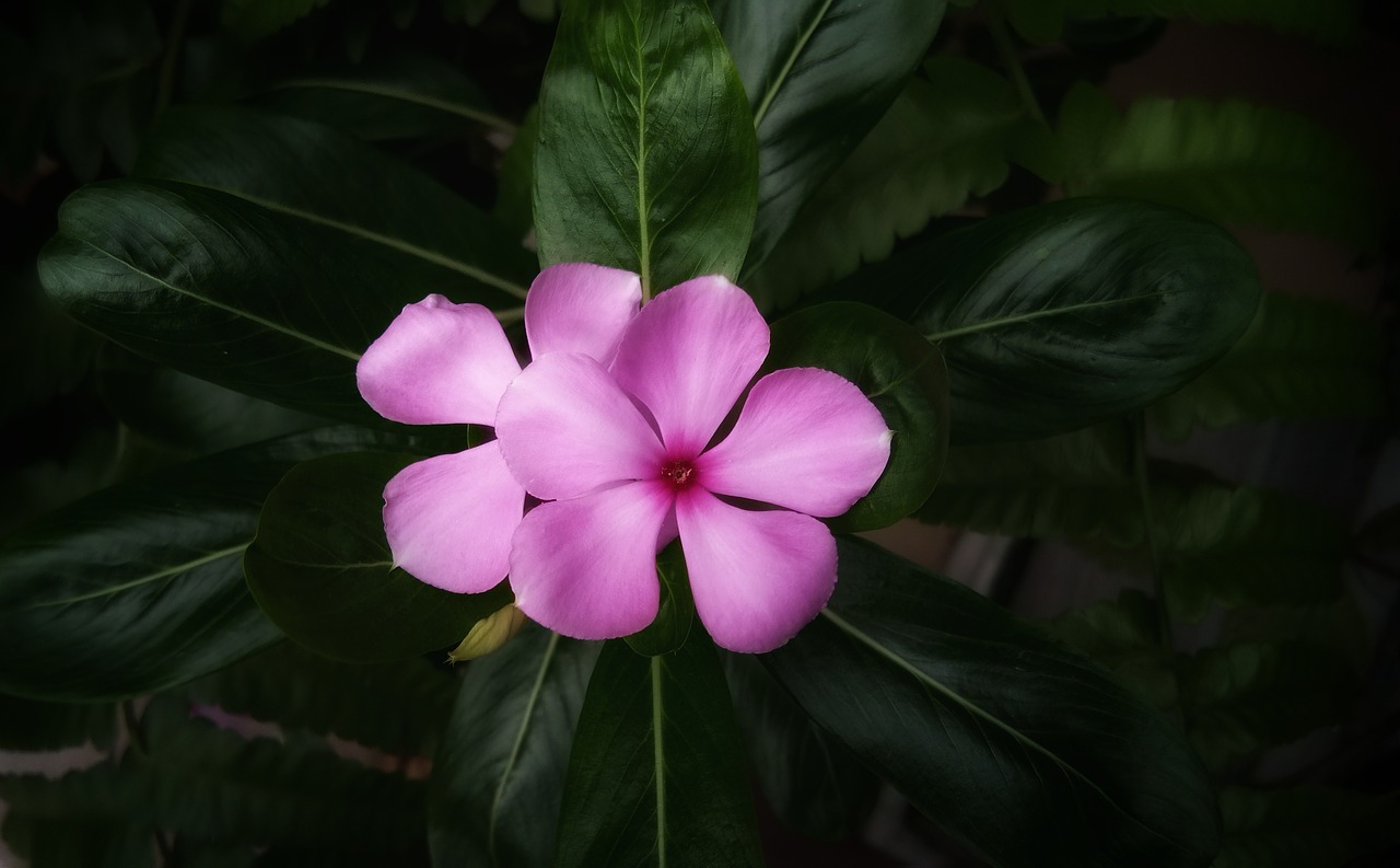 periwinkle  flower  nature free photo