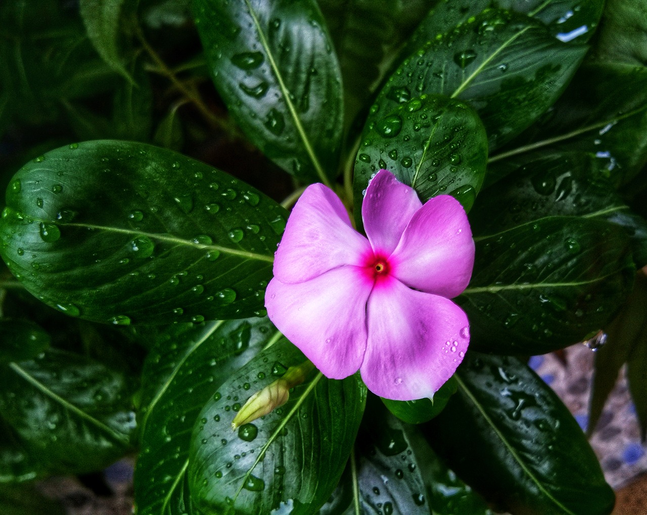 periwinkle  flower  nature free photo