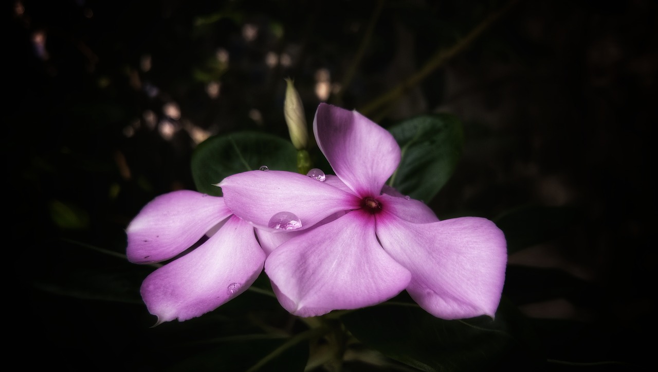 periwinkle  flower  bloom free photo