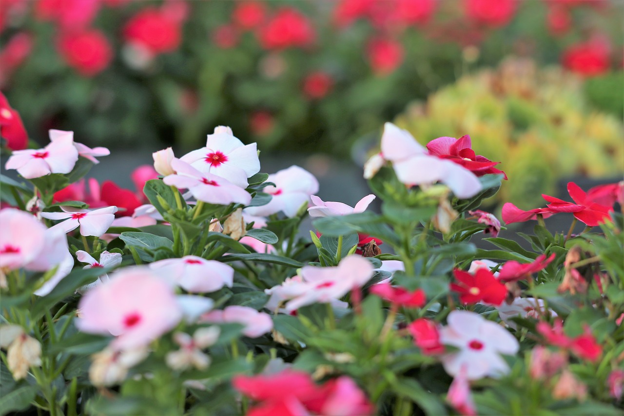 periwinkle  catharanthus roseus  flowers free photo