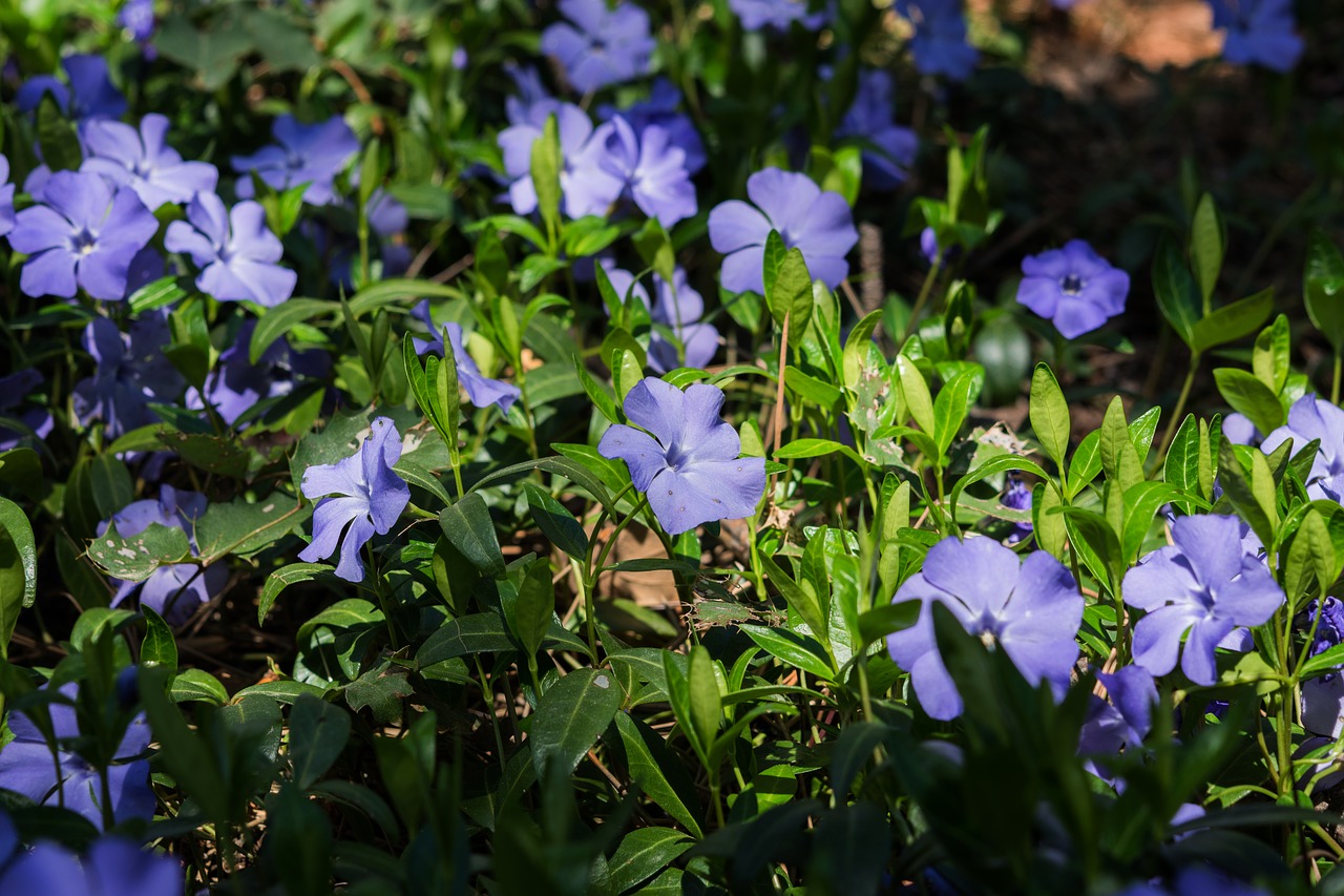 periwinkle  flower  purple free photo