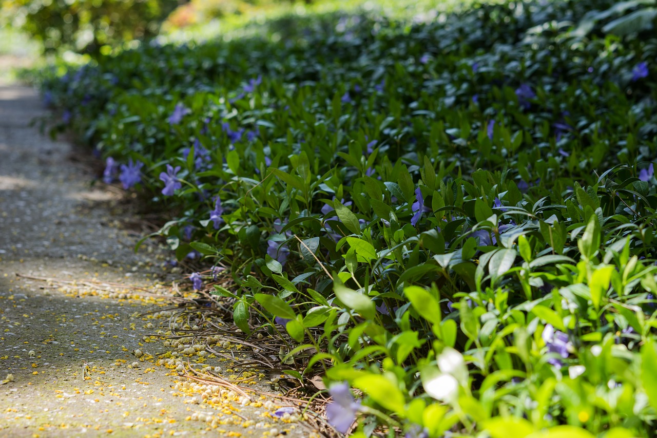 periwinkle  flower  purple free photo