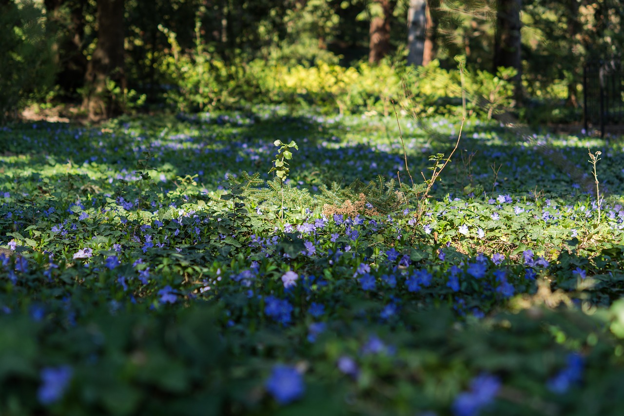 periwinkle  flower  purple free photo