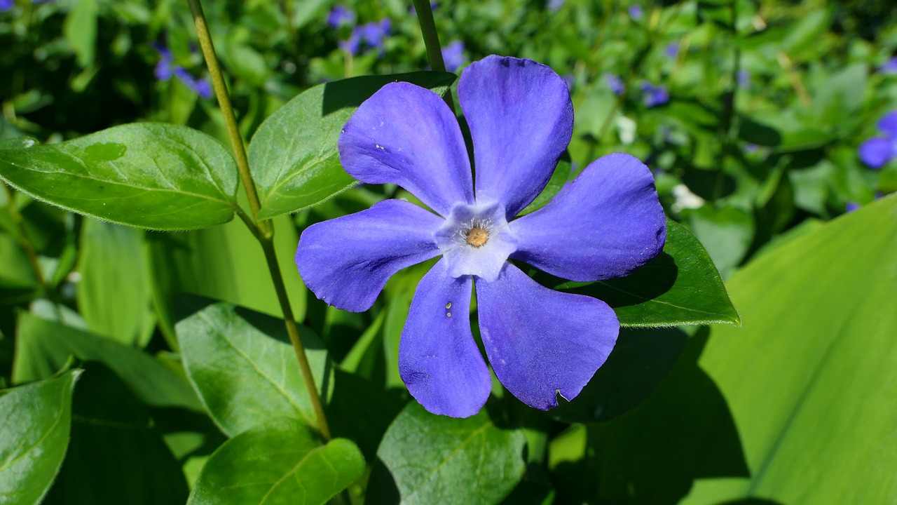 periwinkle  flower  spring free photo