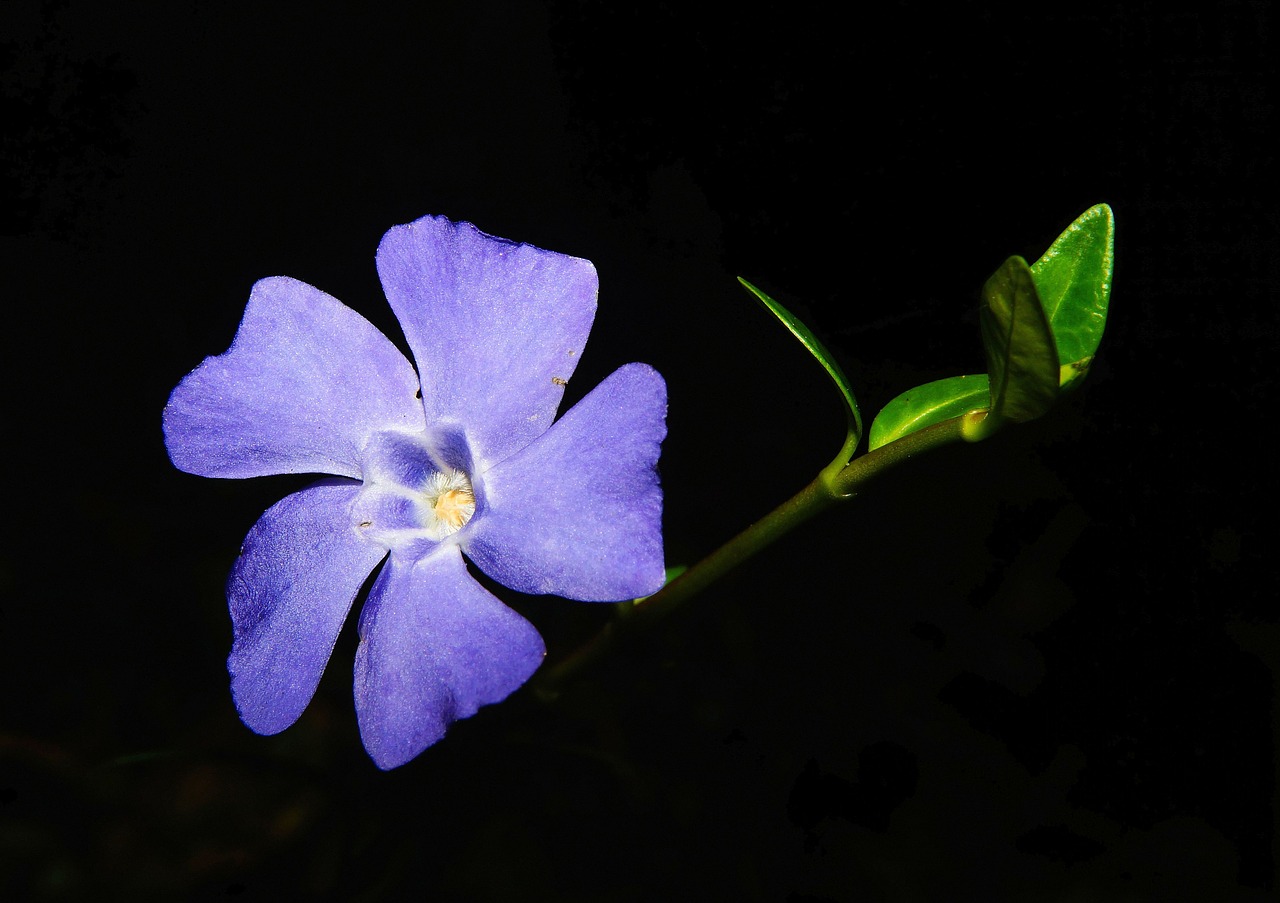 periwinkle flower blossom free photo