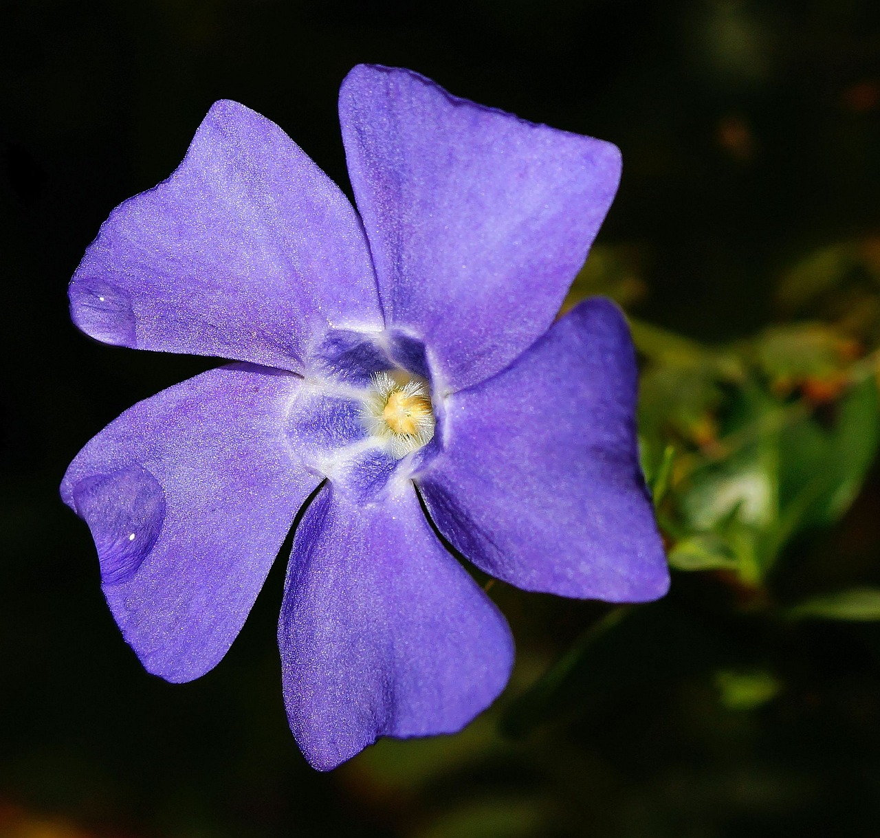 periwinkle flower blossom free photo