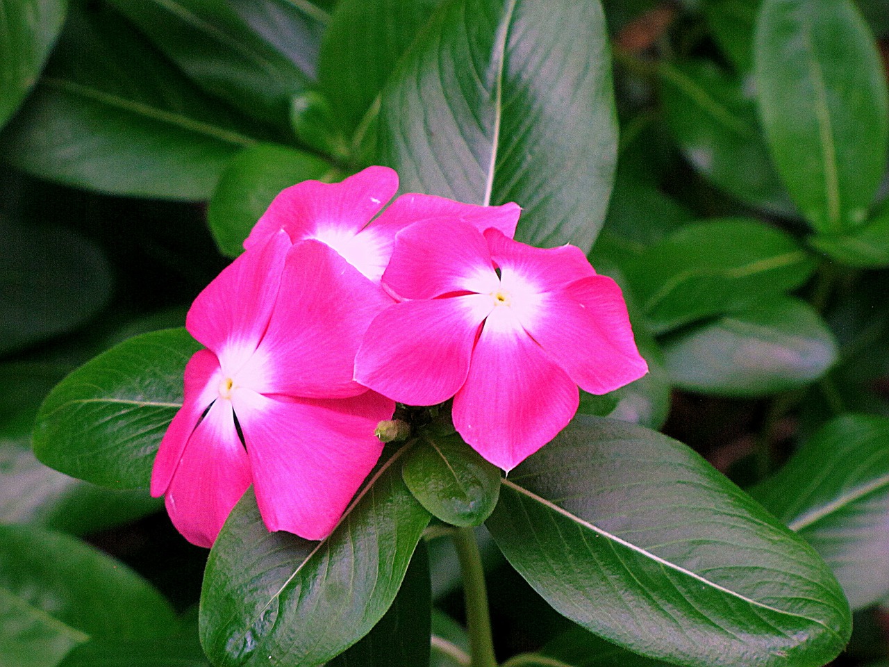 periwinkle flower pink free photo