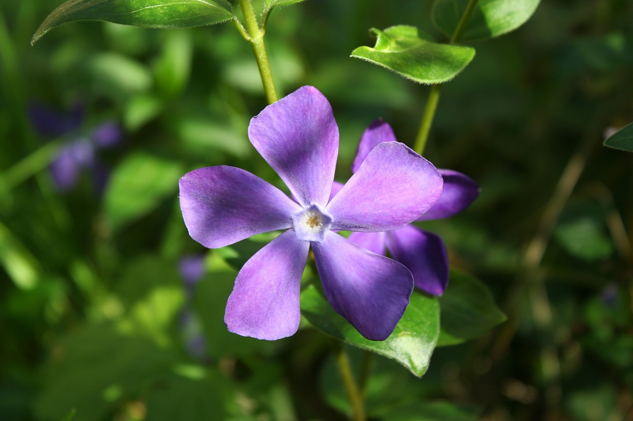 periwinkle flower violet free photo