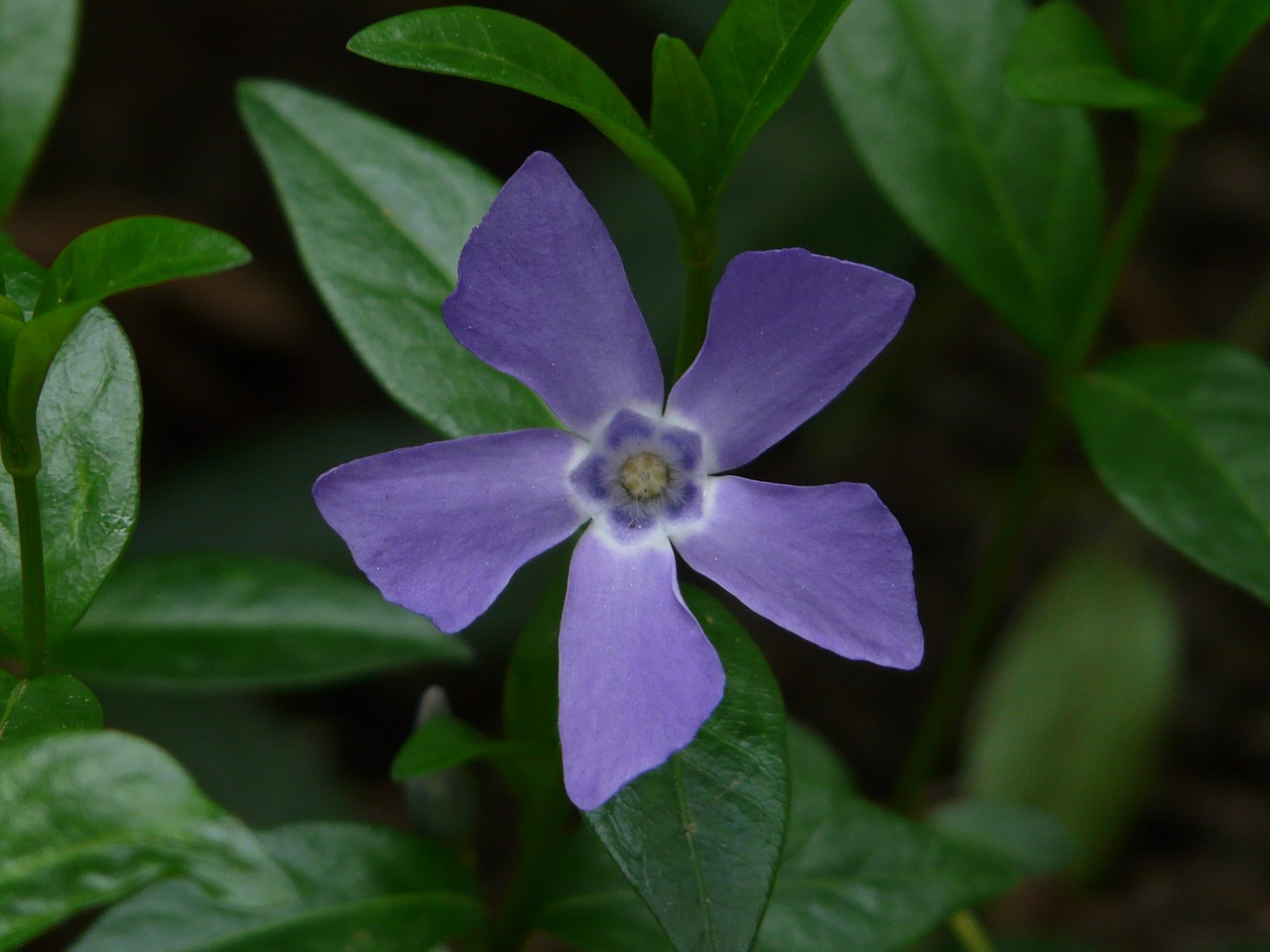 periwinkle blossom bloom free photo