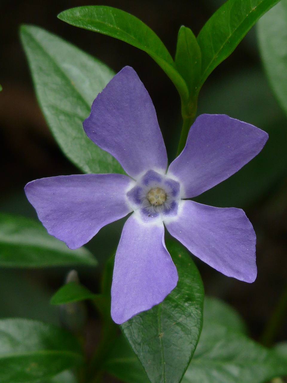 periwinkle blossom bloom free photo