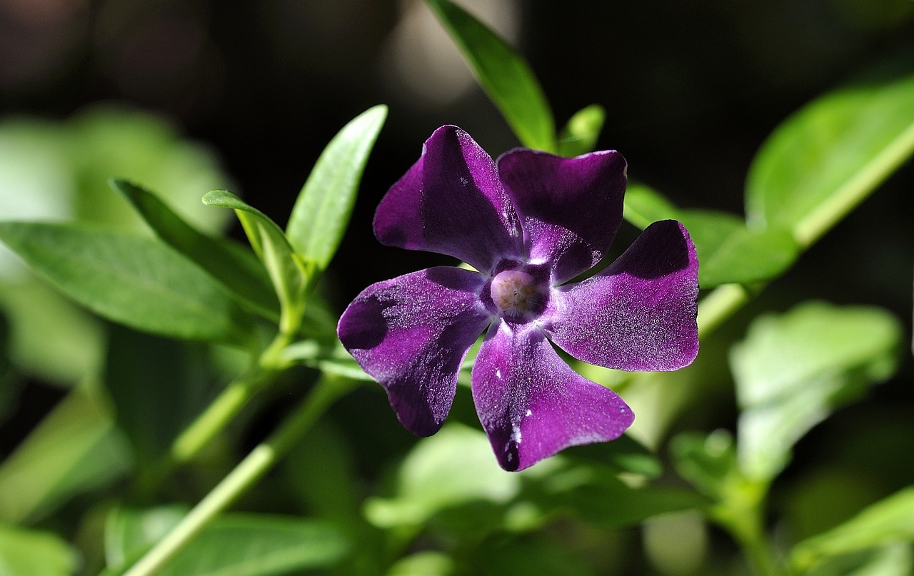 periwinkle violet flower free photo