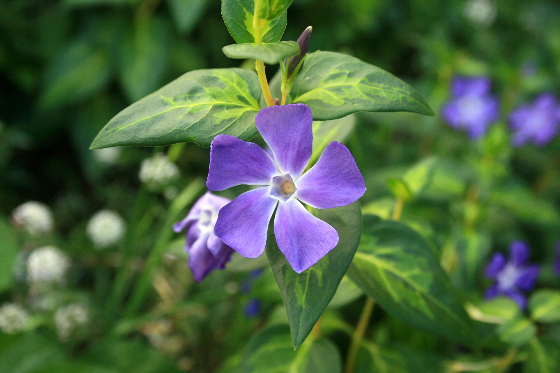 flower blue-purple delicate free photo