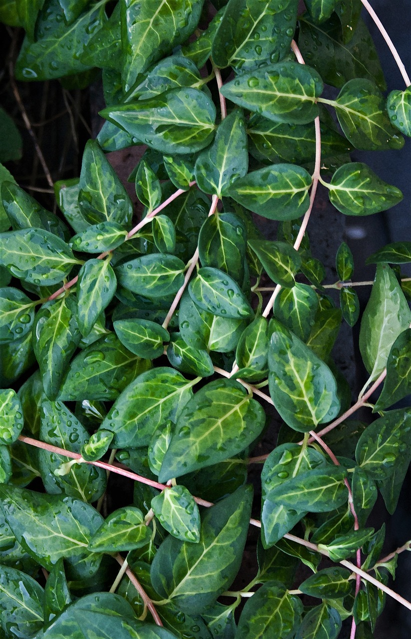 periwinkle ground cover leaves foliage free photo