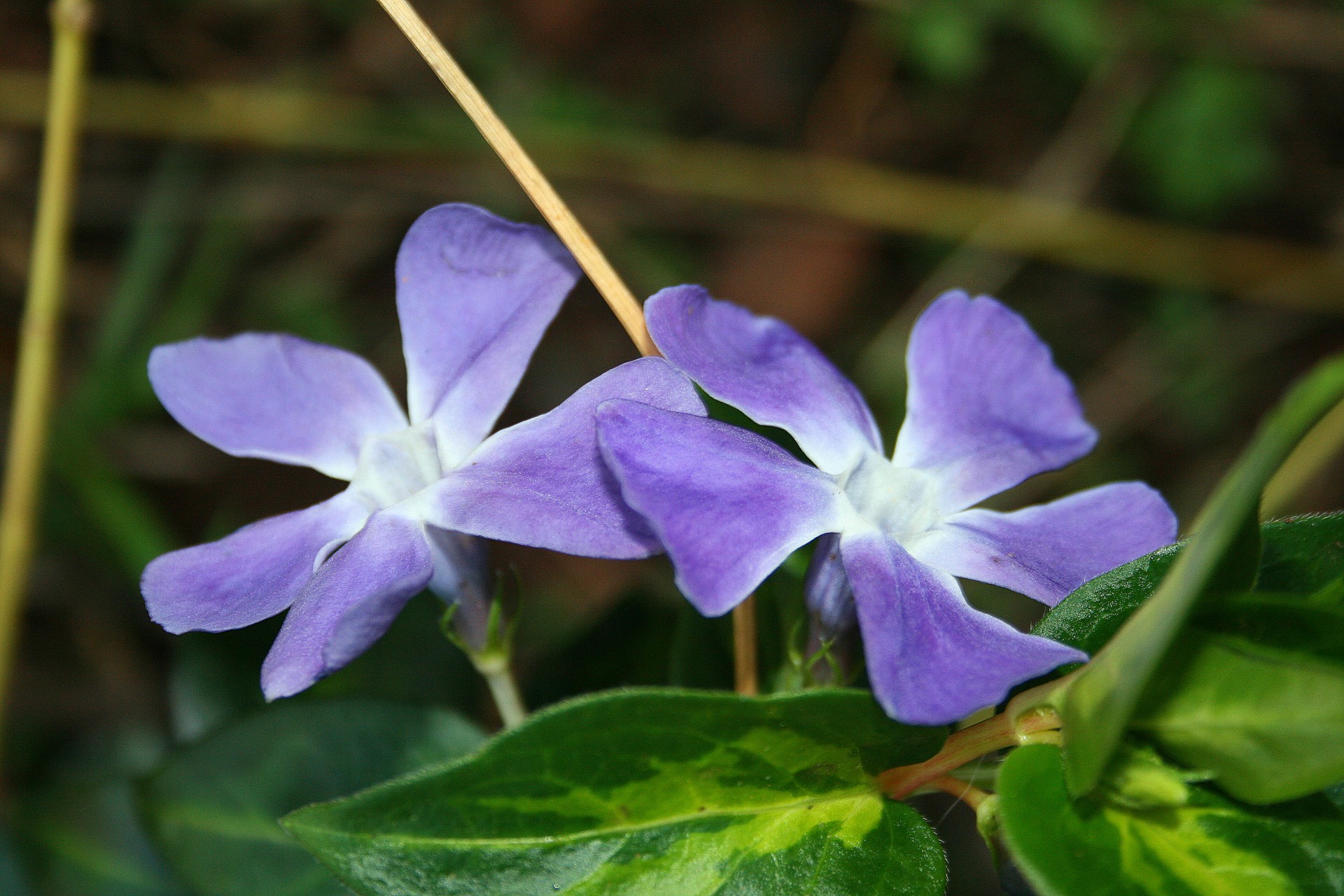 flowers two purple free photo