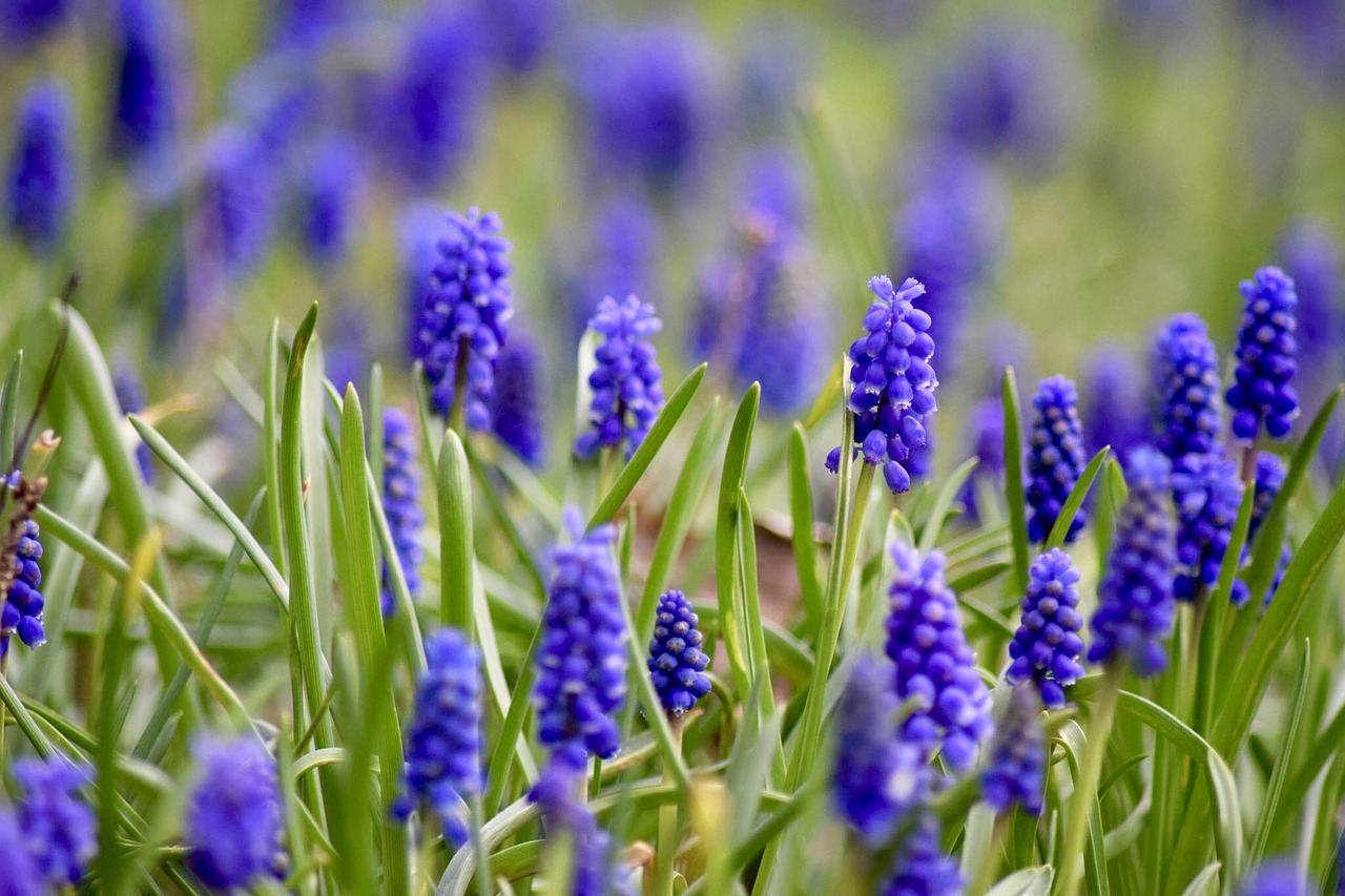 perl hyacinth flowers purple free photo