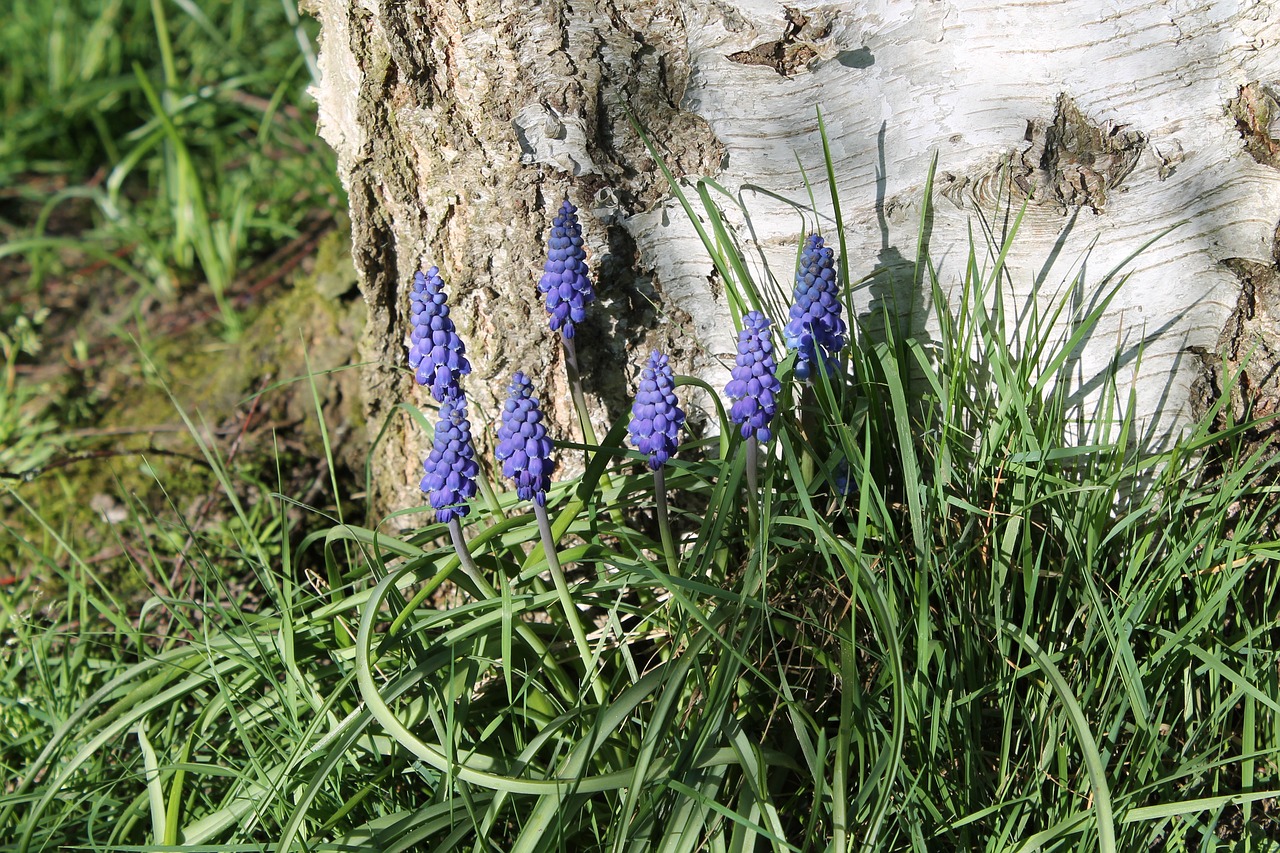 perl hyacinth  nature  plant free photo