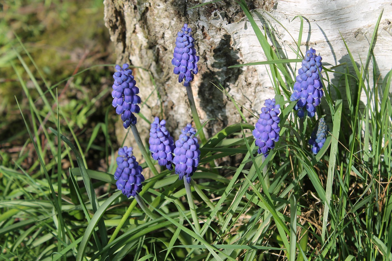 perl hyacinth  flowers  early bloomer free photo