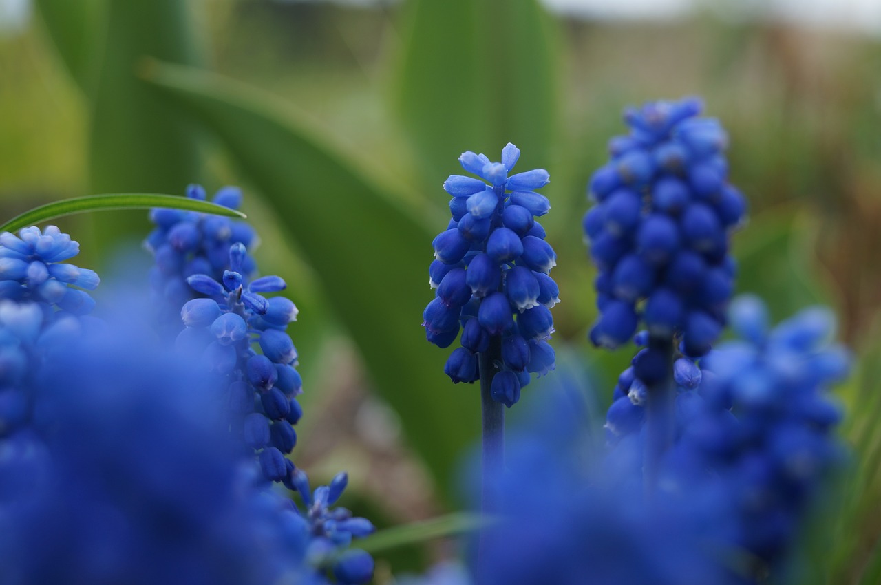 perlehyacint  flower  blue free photo