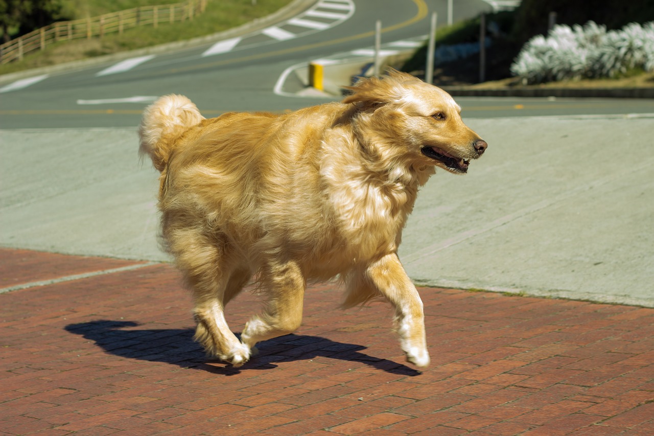 perro golden lindo free photo