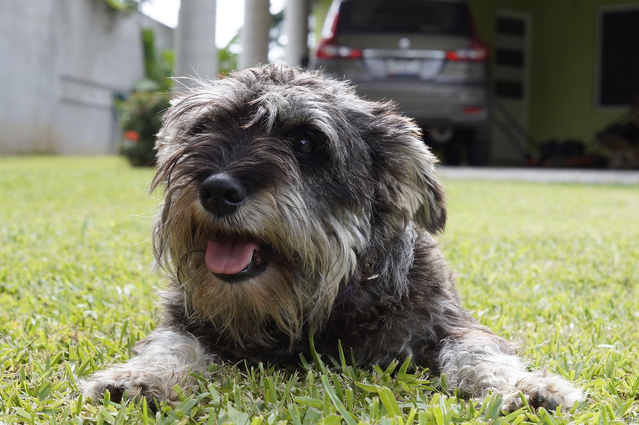 perro  mascota  puppy free photo